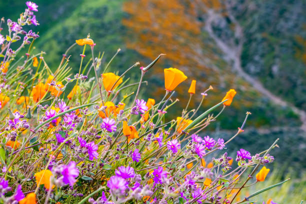 las amapolas de california (eschscholzia californica) y el arbusto de la control desert (mirabilis laevis) florecen en walker canyon, lake elsinore, california - poppy field fotos fotografías e imágenes de stock