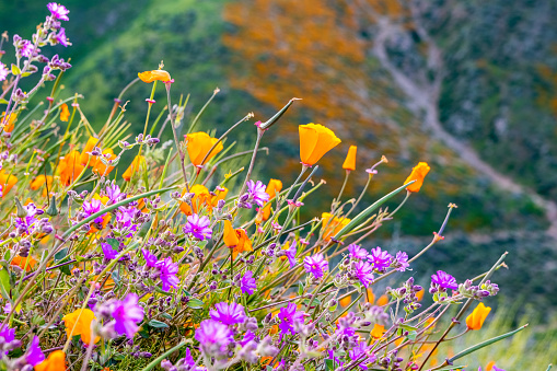 California poppies (Eschscholzia californica) and Desert wishbone bush (Mirabilis laevis) wildflowers blooming in Walker Canyon, Lake Elsinore, California