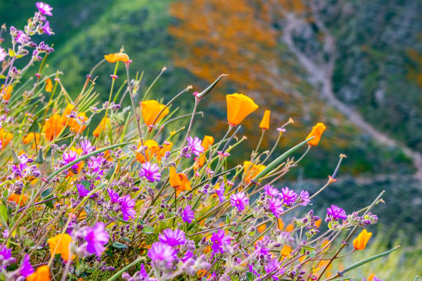 california poppies (eschscholzia californica) and desert wishbone bush (mirabilis laevis) wildflowers blooming in walker canyon, lake elsinore, california - poppy purple flower close up imagens e fotografias de stock