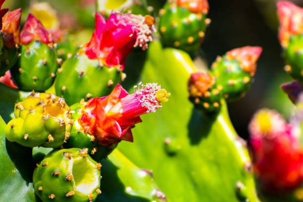 istock Prickly Pear (Opuntia fragilis) cactus flowers, California 1140015311