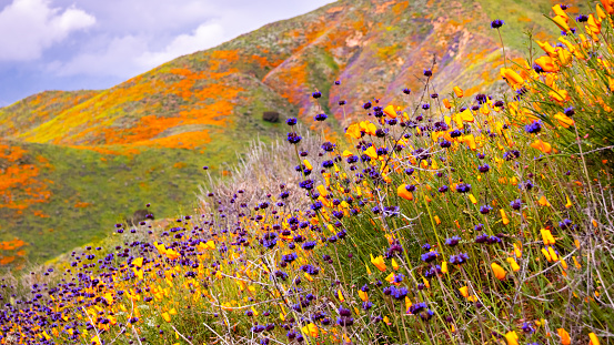 California poppies (Eschscholzia californica) and Chia (Salvia hispanica) blooming on the hills of Walker Canyon during the superbloom, Lake Elsinore, south California