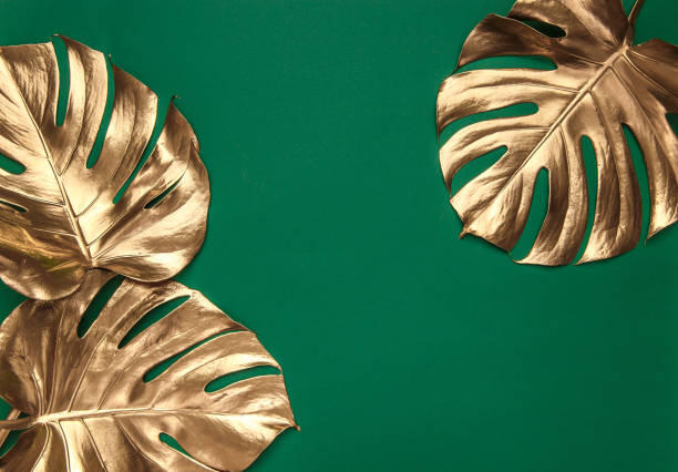 istock Golden monstera leaves on green background 1140015803