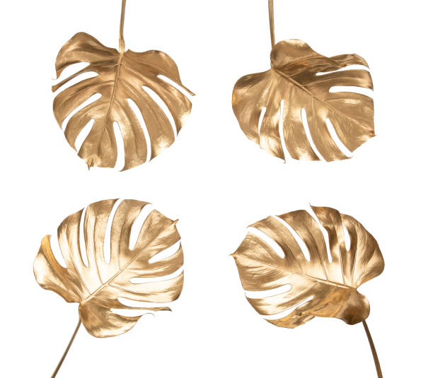 istock Golden monstera leaves isolated 1140015815