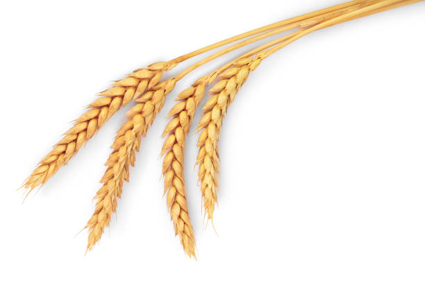 orelhas do trigo isoladas no fundo branco. vista superior - wheat ears - fotografias e filmes do acervo