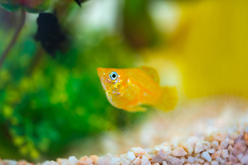 Little Molly fish, Poecilia latipinna in fish tank or aquarium, underwater life concept.