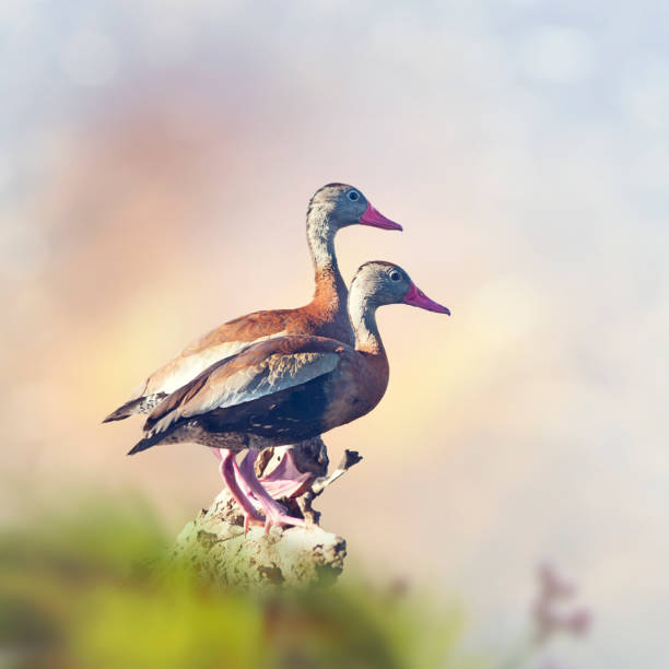 istock Black-bellied Whistling Ducks 1140019754