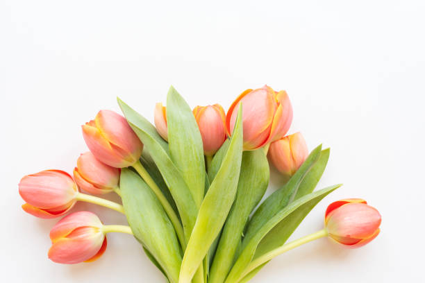 istock Orange tulips against white background 1140019800