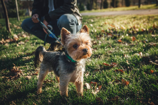 istock Portrait Of Yorkshire Terrier while standing in the park 1140019952