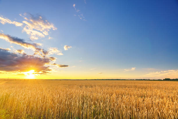 istock Sunset above the wheat field 1140020066