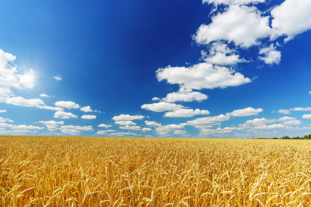 istock Golden wheat field over blue sky at sunny day. 1140020067