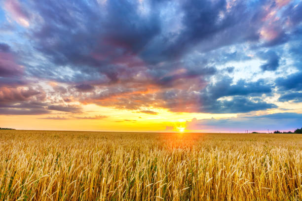 istock Sunset above the wheat field 1140020074