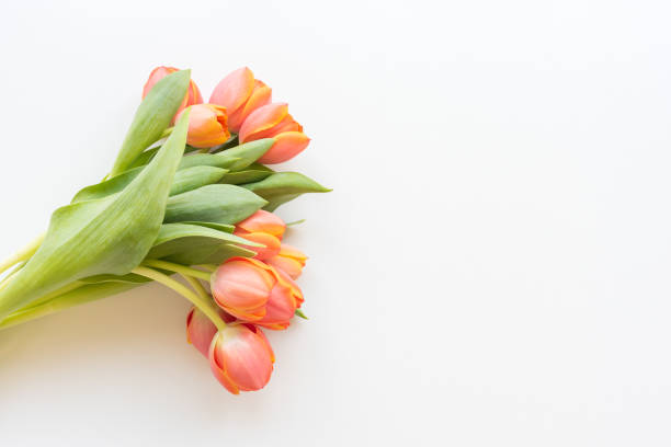 istock Orange tulips against white background 1140020671