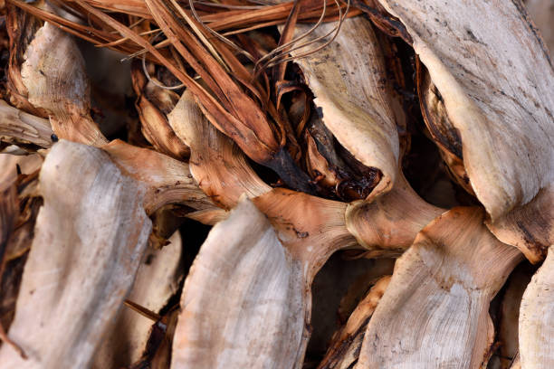 istock Background of dead plants 1140021209