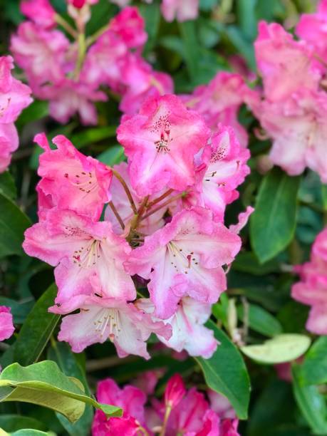 istock Flowers in Glasgow 1140021298