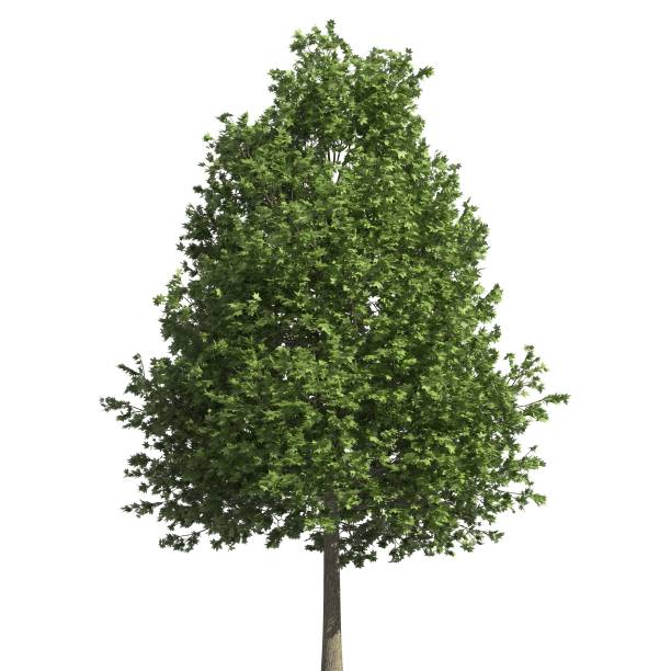 istock Tree 3d illustration isolated on the white background 1140021303