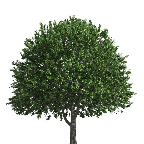 istock Tree 3d illustration isolated on the white background 1140021353