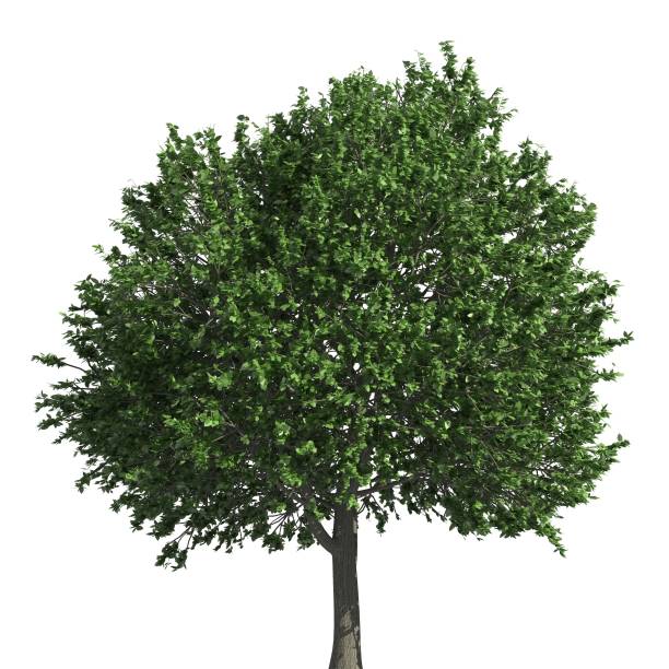 istock Tree 3d illustration isolated on the white background 1140021373