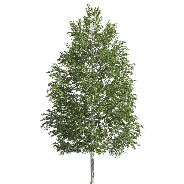 istock Tree 3d illustration isolated on the white background 1140021380