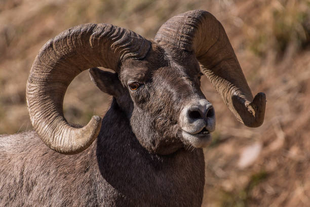 istock Big Horn sheep in rutting season 1140022623