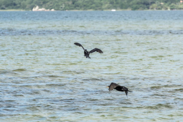 istock Black bird flying at the Conceicao Lagoon. 1140026305