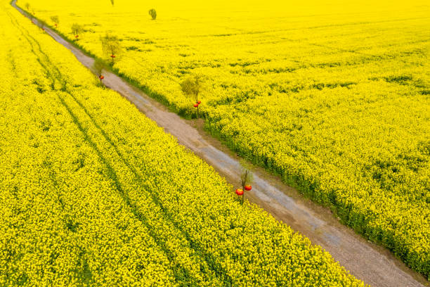 istock beautiful rapeseed flower field and sightseeing path 1140026822