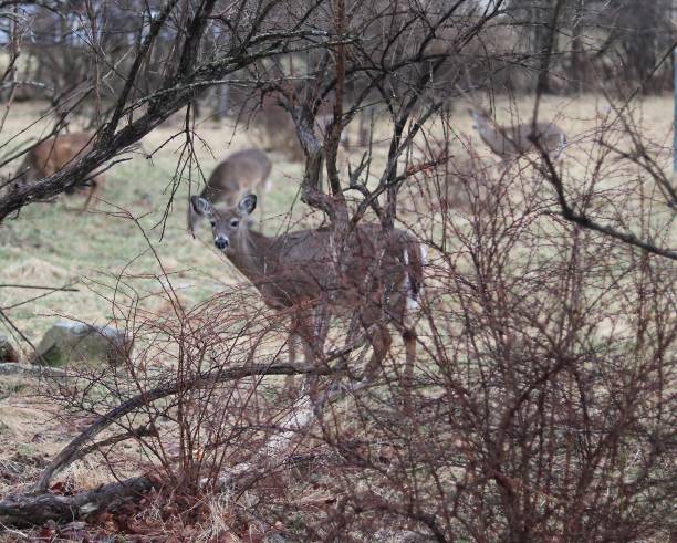 istock Deer in wooded yard 1140031260