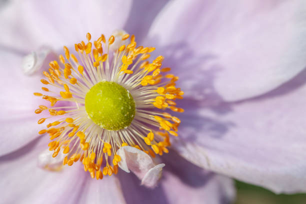 istock Beautiful small flower extreme closeup 1140032199