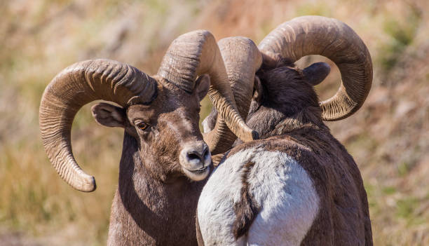 istock Big Horn sheep in rutting season 1140032398