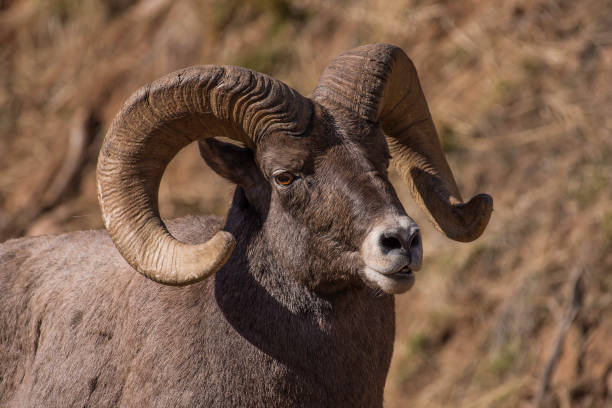 istock Big Horn sheep in rutting season 1140033542