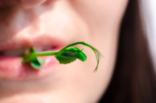 Green fresh sprout germinated seed of peas in the mouth of a girl close-up.