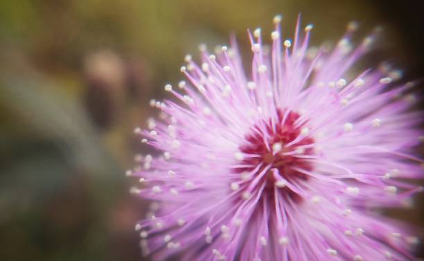 istock Macro of Pink Flower 1140035172