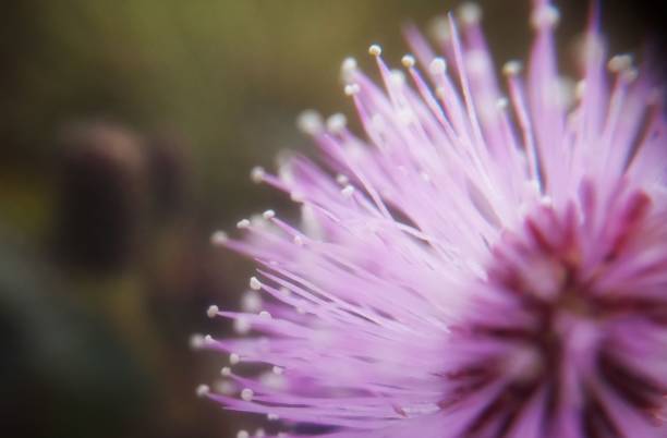 istock Macro Of Pink Flower 1140035177
