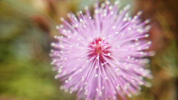 istock Macro of Pink Flower 1140035591