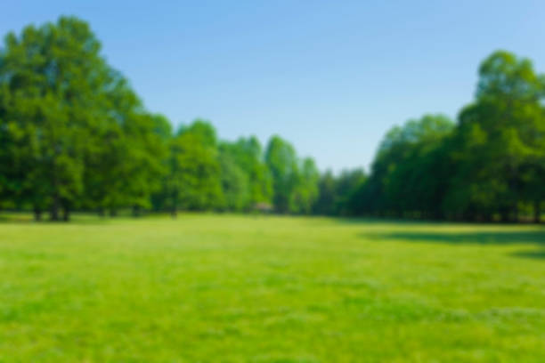 istock defocused background of green garden 1140037533