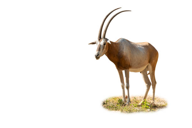 istock Male Scimitar-horned Oryx isolated on white background 1140040796