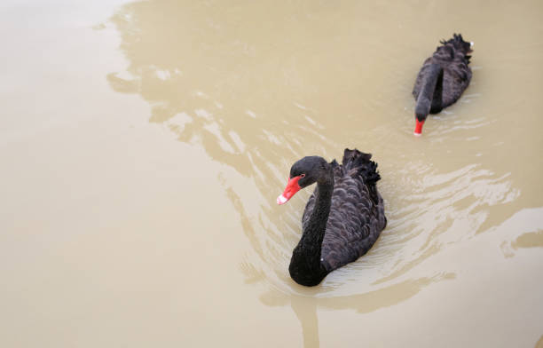 istock Black swans floating in pond. 1140042134