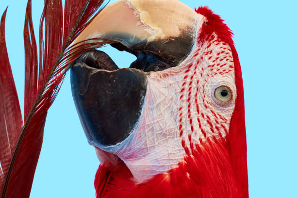 istock A portrait of Ara macao during self-cleaning. 1140045187