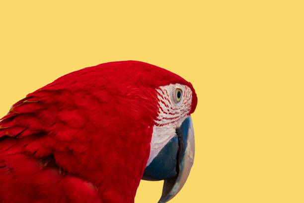 istock A colorful portrait of a red macaw parrot. 1140045193