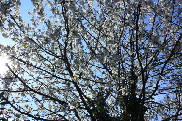 istock Cherry blossoms photographed against backdrop 1140046391