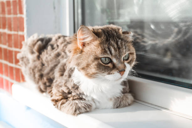 istock Charming white red cat lying on the windowsill and looking through the window 1140048925
