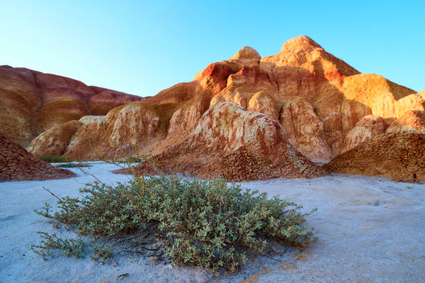 istock A small bush on the background of colored Akzhar mountains. 1140051054