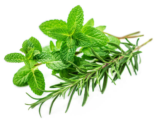 fresh herbs isolated on white background. fresh mint and rosemary leaf - oregano rosemary healthcare and medicine herb imagens e fotografias de stock