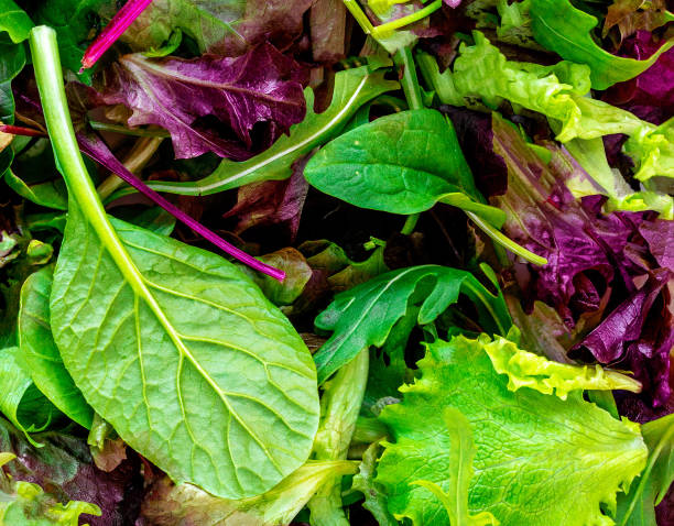 istock Salad mix leaves background. Fresh Salad Pattern with rucola, purple  lettuce, spinach, frisee and  chard leaf 1140051460