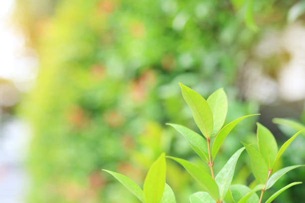 istock Fresh green tree leaf on blurred background in the summer garden with sun rays. Close-up nature leaves in field for use in web design or wallpaper. 1140053102