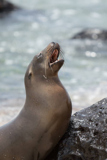istock Galapagos Sea Lion 1140053123