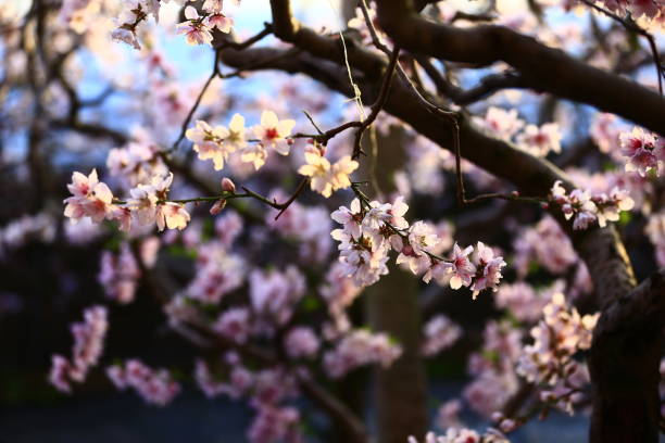 istock In full bloom in the peach blossom 1140053161