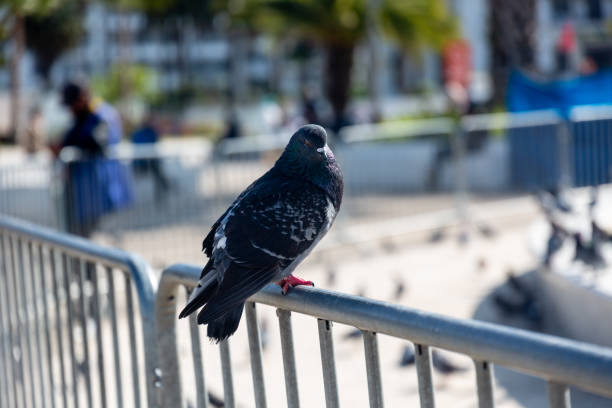 istock Pigeon on fence 1140054185