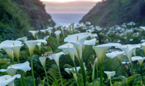 calla el valle de lily en flor. - coastline big sur usa the americas fotografías e imágenes de stock