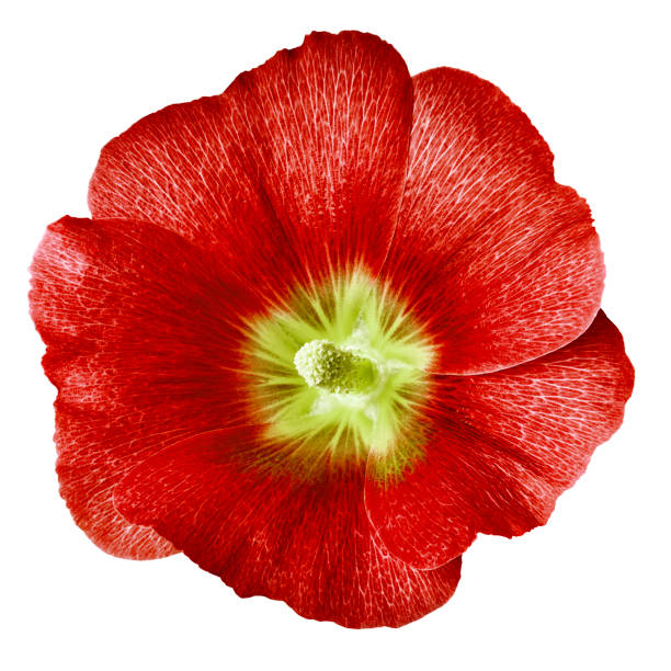 istock mallow terry.  red  flower  isolated white background. For design. Close-up. Nature. 1140055351