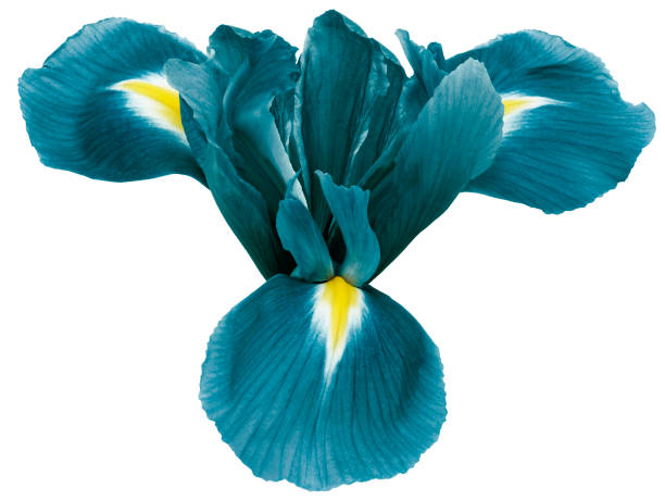 istock turquoise  iris flower, white isolated background with clipping path.   Closeup.  no shadows.   For design.  Nature. 1140055470